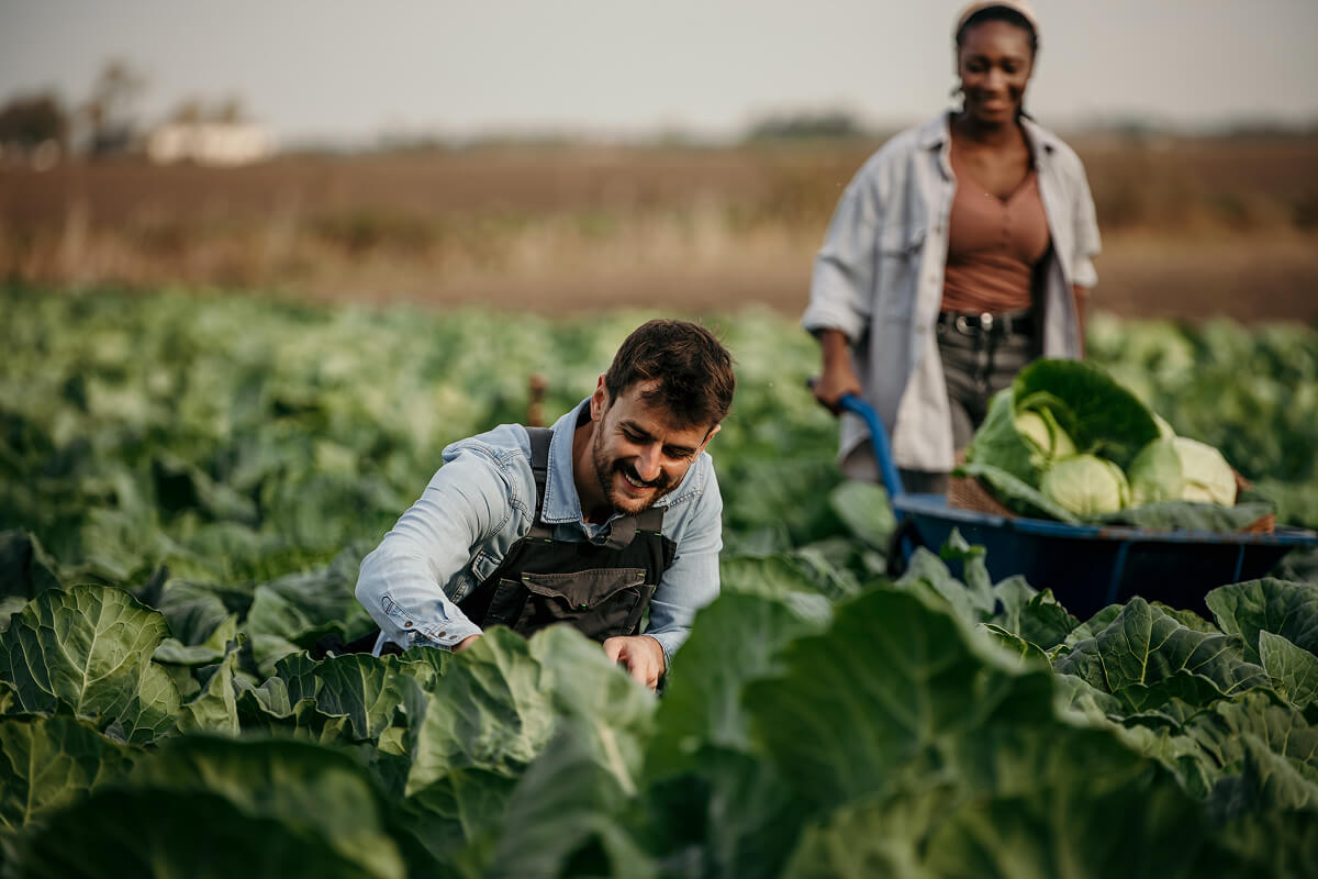 farmers-harvesting-cabbage-in-field-with-wheelbarr-QP9KJ8K.jpg